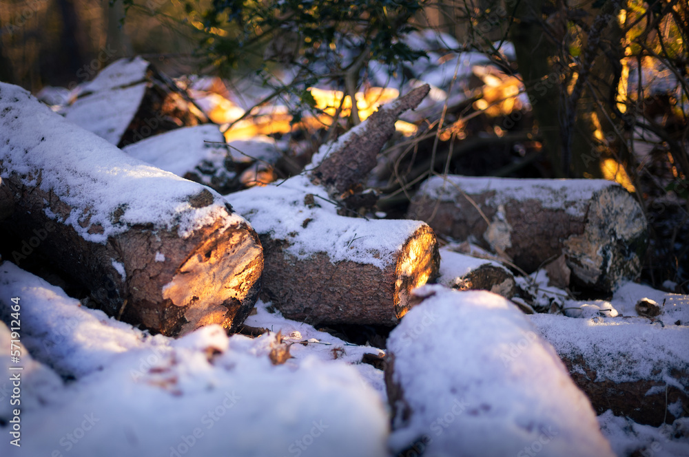 Snow covered piles of logs at a forest resource preparation area for firewood fuel in UK woodland in winter