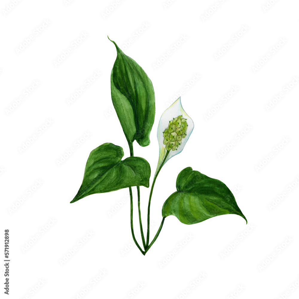 Calla marsh plant. Watercolor illustration of a flower Calla marsh plant. Watercolor illustration of a flower