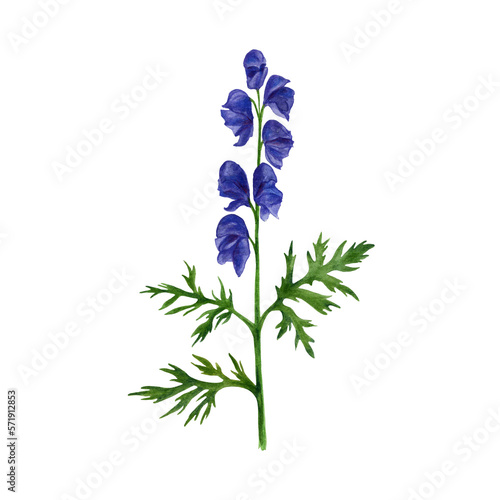 Wolf's bane plant. Watercolor illustration Aconitum.