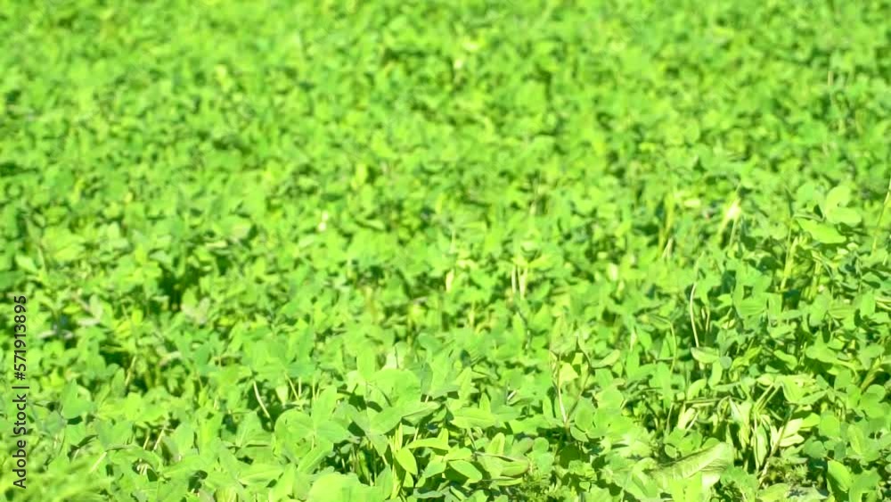 Slow motion shot of green crop in field Slow motion shot of green crop in field