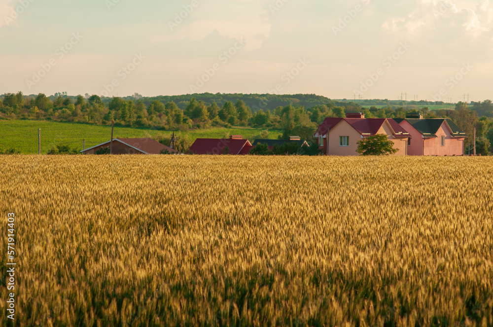 A wheat field in August, ripe grains in the rays of the evening sun. Farmer's house near the field, rural landscape. Ukrainian landscape.