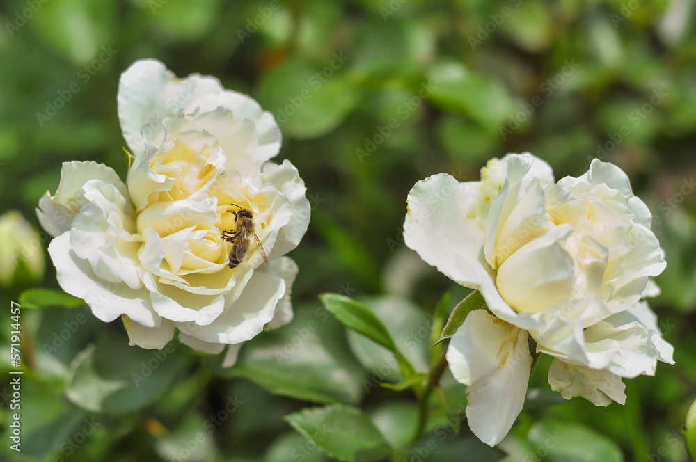 Two white garden rose flowers with a bee on the petals. The summer garden is in full bloom Two white garden rose flowers with a bee on the petals. The summer garden is in full bloom