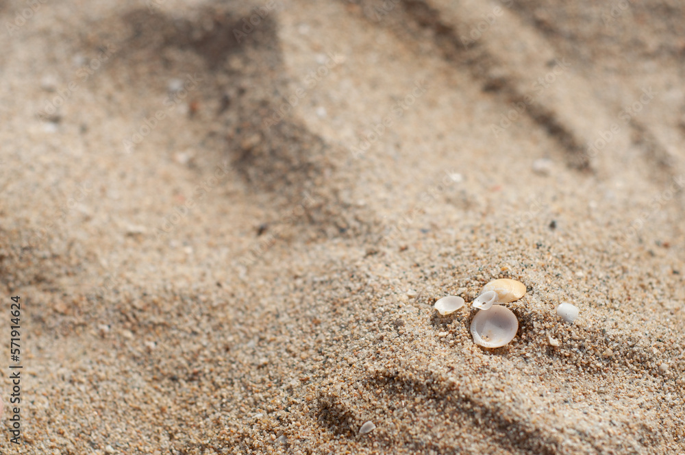 Several small sea shells on sand, close up Several small sea shells on sand, close up