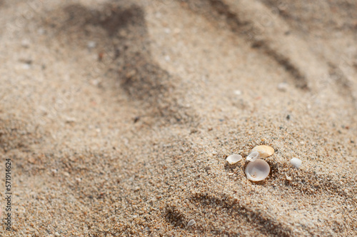 Several small sea shells on sand, close up