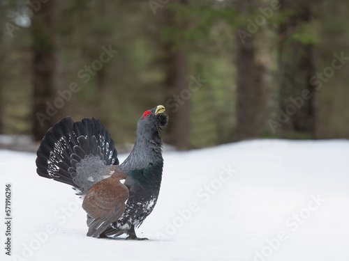 Majestic Western Capercaillie (Tetrao Urogallus) with big tail courting on a cold winter morning