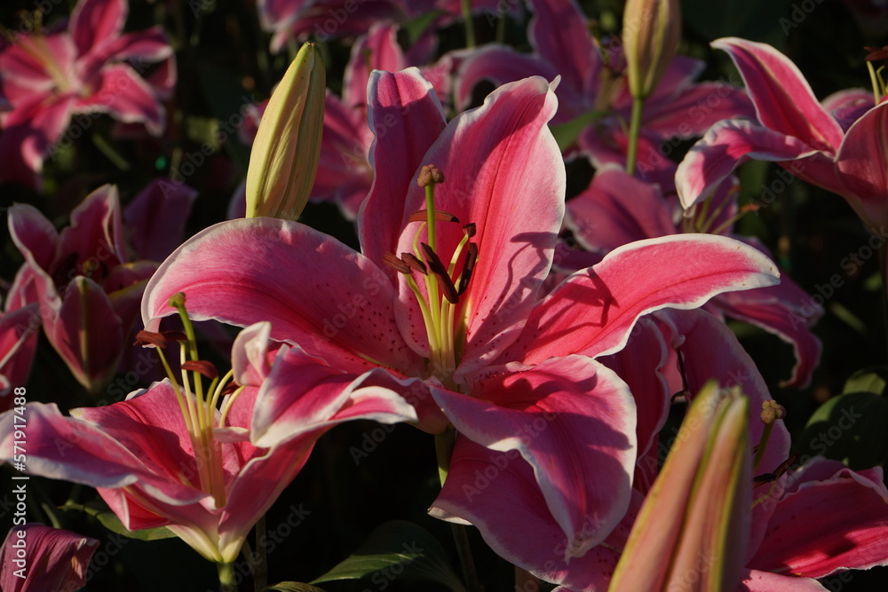 Beautiful red-pink lilies in the garden Beautiful red-pink lilies in the garden