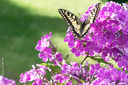 Old world Swallowtail butterfly (Papilion machaon ) feeding on blooming purple phlox outdoors in sunny day in summertime, butterfly close up on beautiful floral background