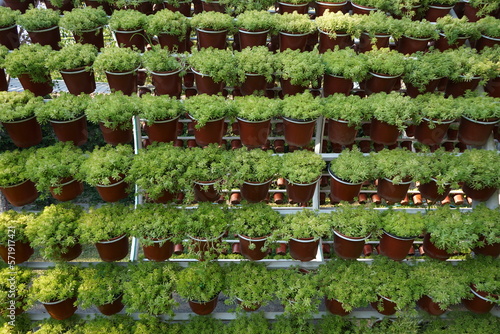 The gold mass sedum on the pots that are beautifully arranged
