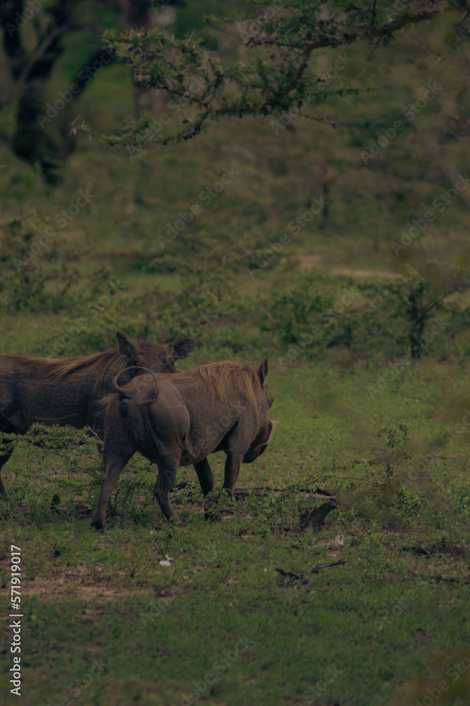 Beautiful Animals of Africa