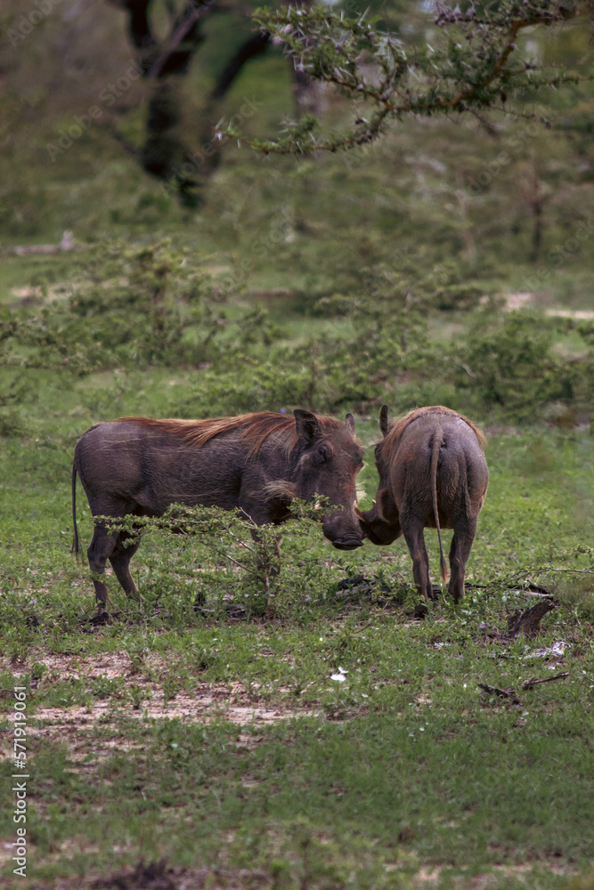 Fototapeta premium Beautiful Animals of Africa