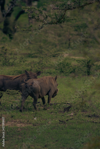 Beautiful Animals of Africa