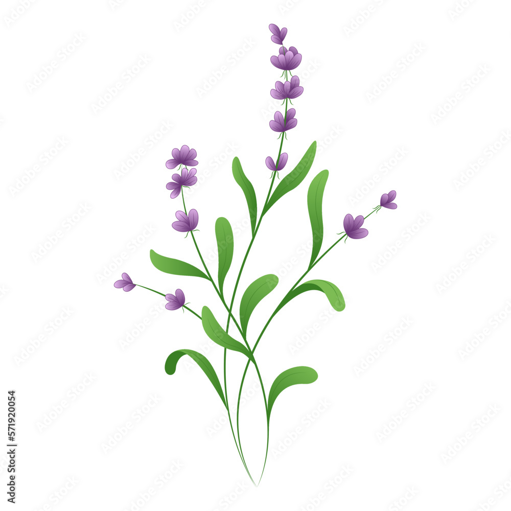 Fototapeta premium lavender flower plant