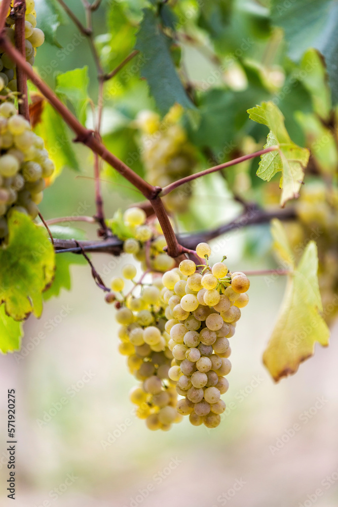 White grapes on the vine White grapes on the vine