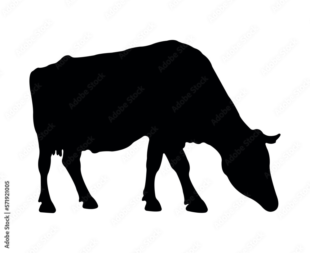 Vector cow silhouette isolated on white background