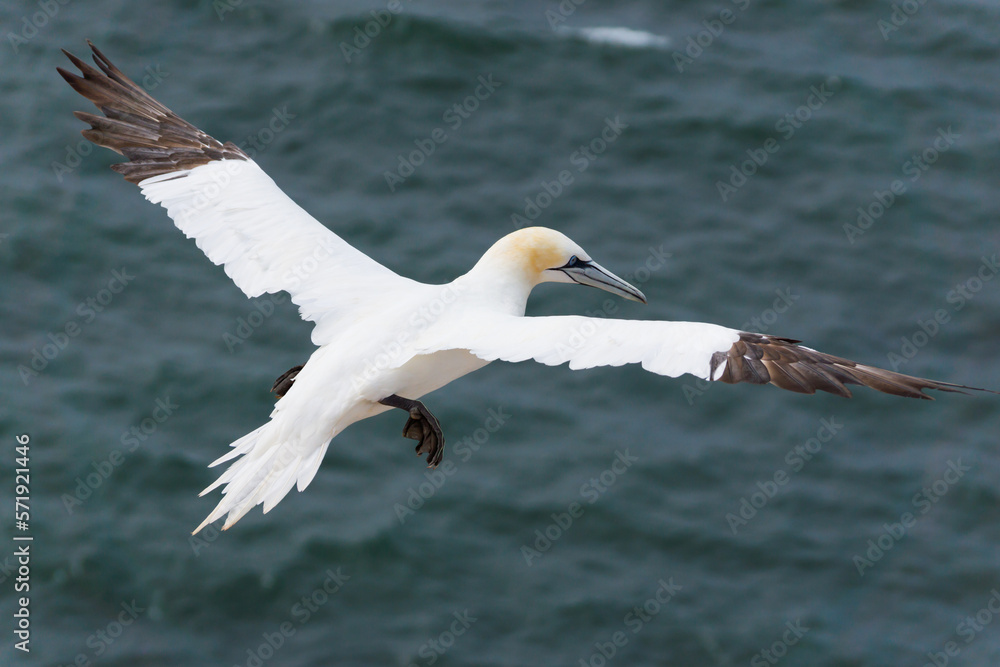 Wild northern gannet in flight over the ocean Wild northern gannet in flight over the ocean