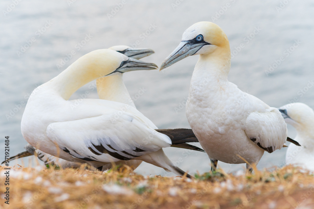 Wild northern gannets at the cliff of Helgoland Wild northern gannets at the cliff of Helgoland