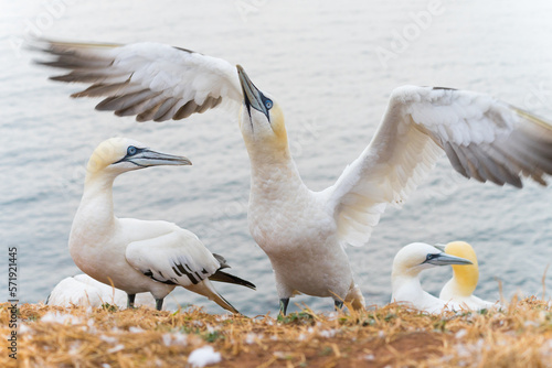 Wild northern gannets at the cliff of Helgoland
