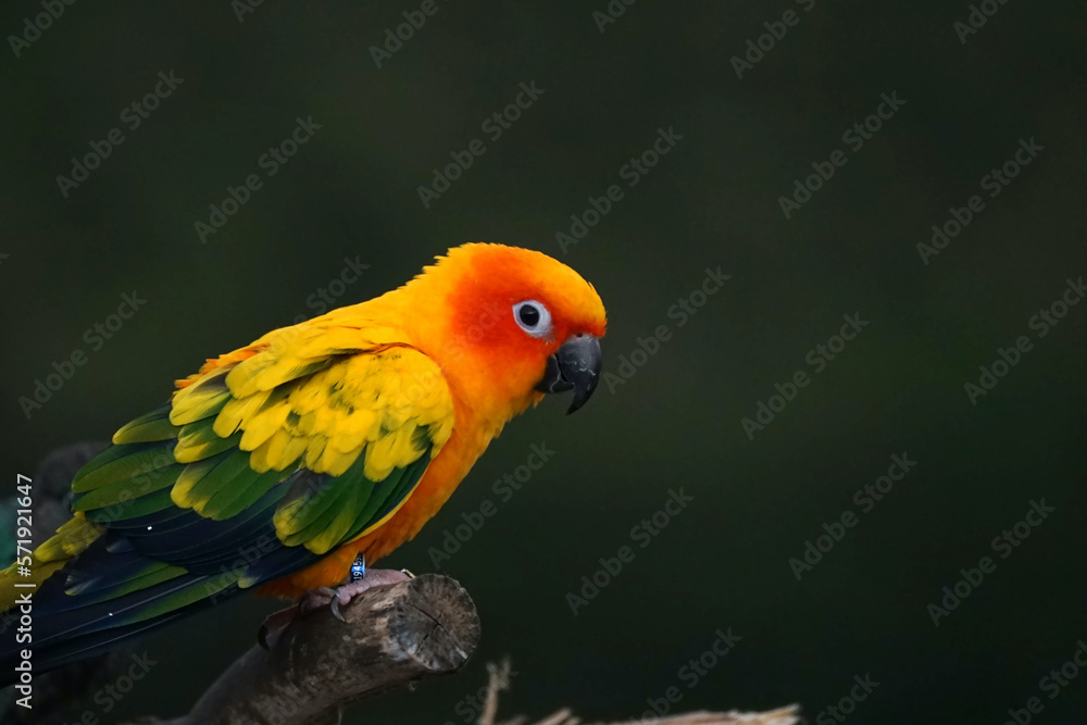 Sun conure parrot or bird Beautiful on blur background (Aratinga solstitialis) exotic pet adorable, native to amazon