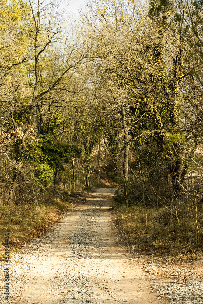 Fototapeta premium Dirt road inside a forest