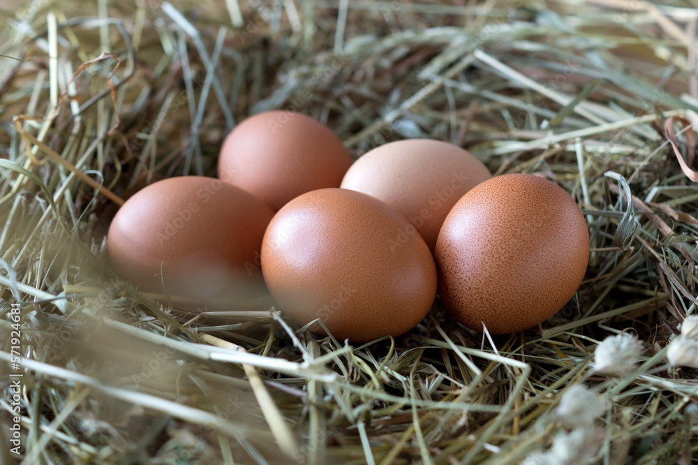 Chicken eggs in a hay nest at sunset. Organic products. Close up.