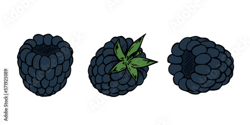 Vector set of blackberry cliparts. Hand drawn berry icon. Fruit illustration. For print, web, design, decor, logo.