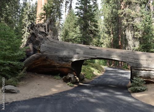 Huge sequoia tree, giant Sequoia Trees in Sequoia National Park, California, US wildlife landscape