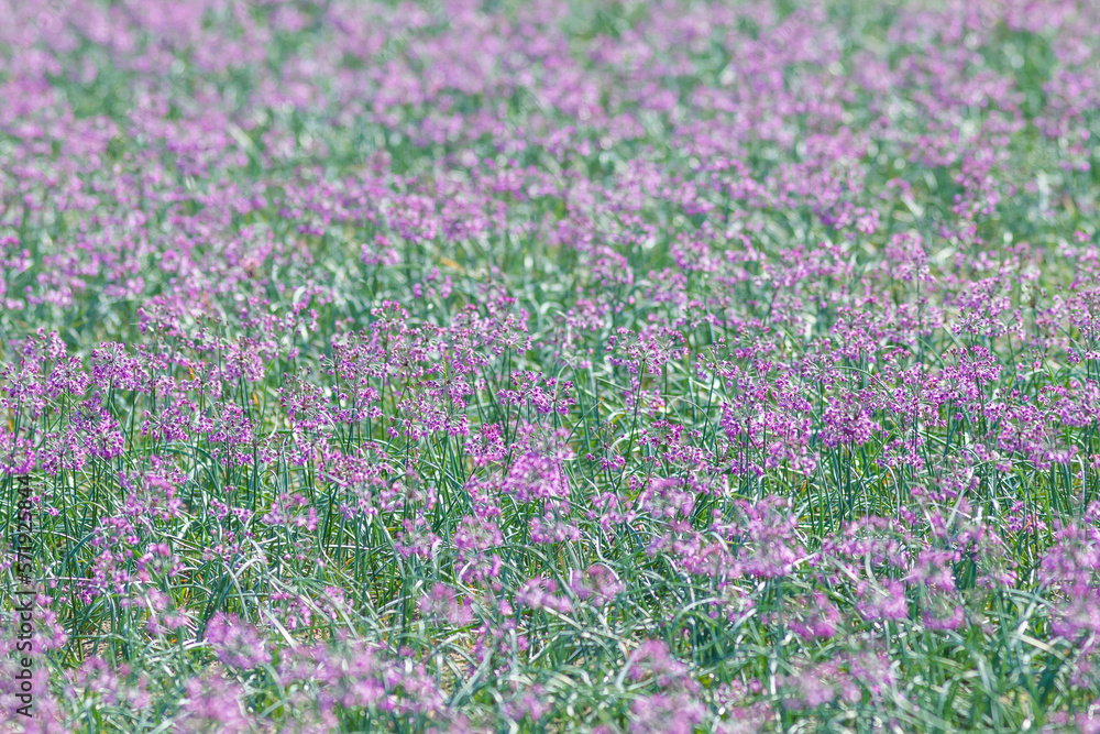 畑の一面に咲くラッキョウの花 鳥取県 鳥取砂丘