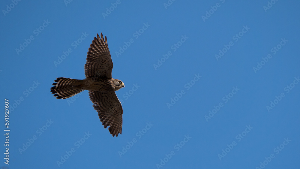 Fototapeta premium eagle in flight