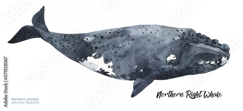 Photography Watercolor cute Northern Right Whale