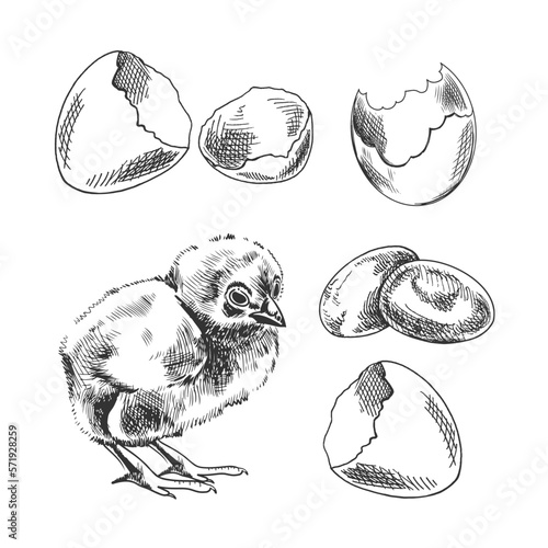 A hand-drawn sketch of chicken,  shell and eggs. Easter Holiday. Vector illustration. Drawing isolated on white background. Vintage element.