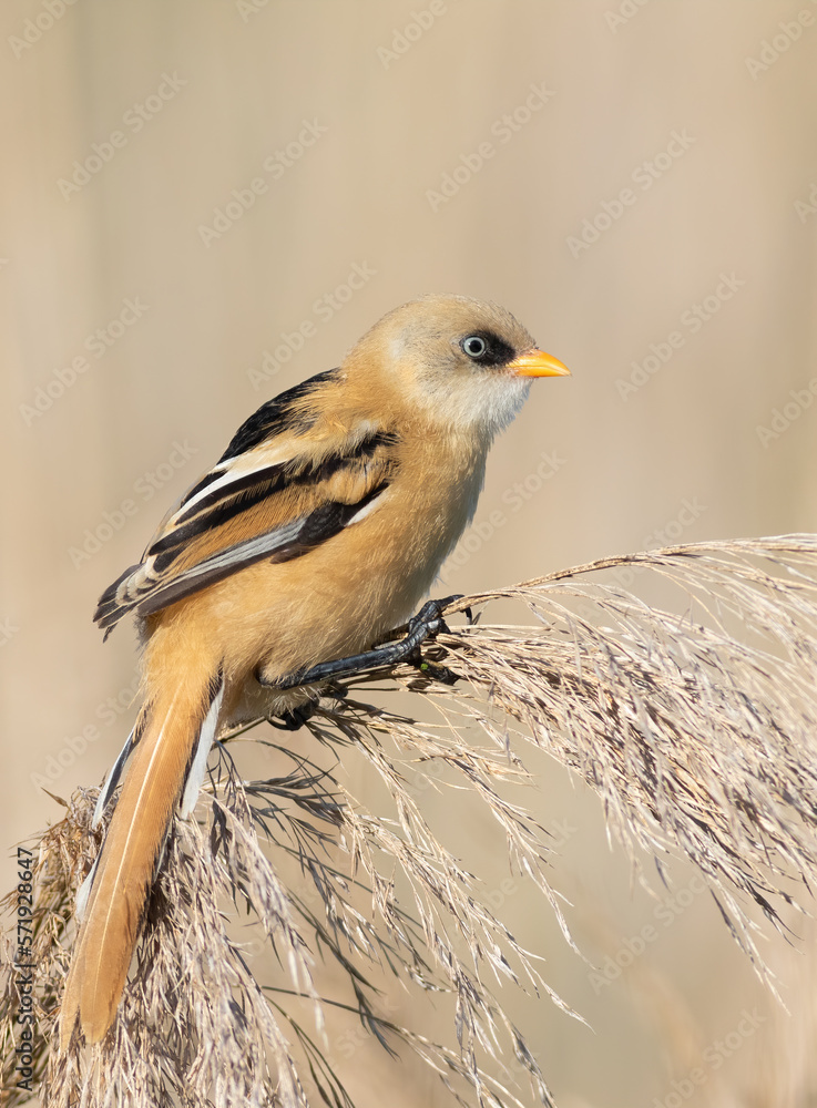 Fototapeta premium Bearded reedling, Panurus biarmicus. A young male sits on top of a reed