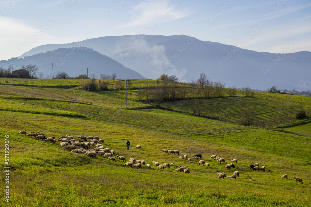 Fototapeta premium Troupeau de moutons en hiver