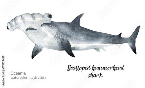 Watercolor cute scalloped hammerhead shark. Hand painting postcard with scalloped hammerhead shark isolated white background. Ocean animals.