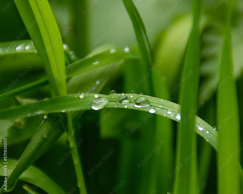 bright fresh green grass with drops of water after rain and blurred green background bright fresh green grass with drops of water after rain and blurred green background