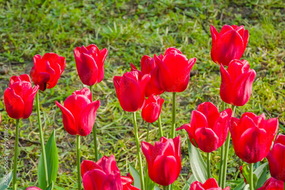 Obraz premium Colorful spring meadow with lot red tulip flowers - close up. Nature, floral, blooming and gardening concept