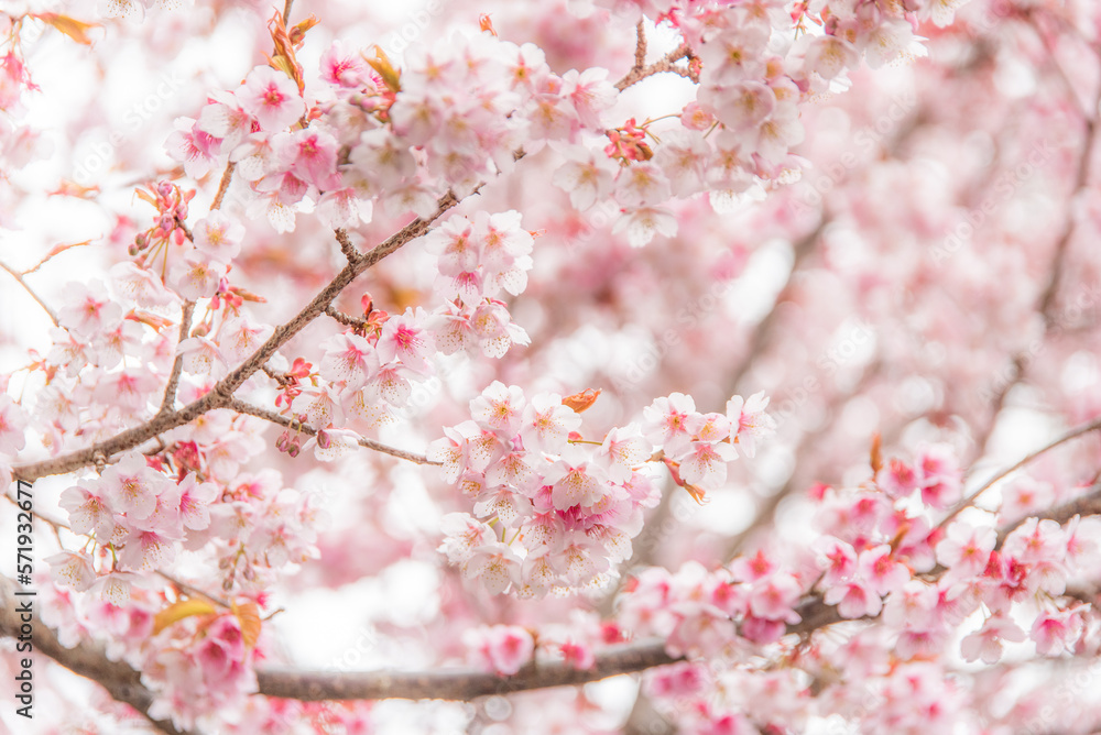 Obraz premium Cherry blossoms in full bloom
