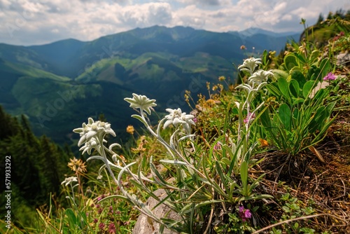 Very rare edelweiss mountain flower. Rare and protected wild flower edelweiss flower (Leontopodium alpinum) growing in natural environment high up in the mountains. Beautiful flowers in the mountains. photo
