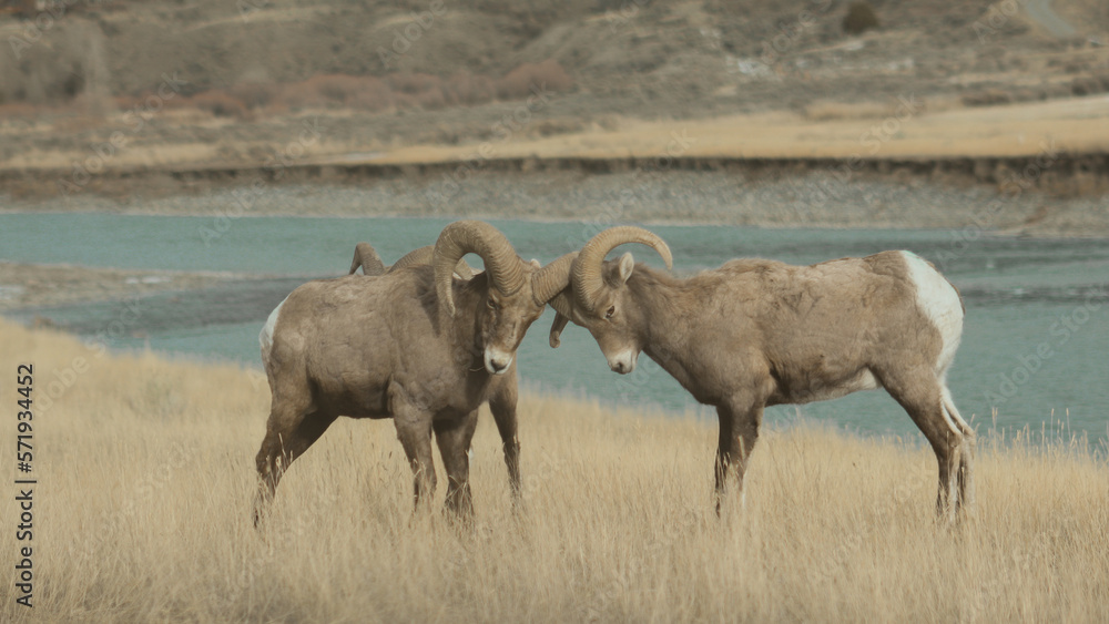 Fighting rams Fighting rams