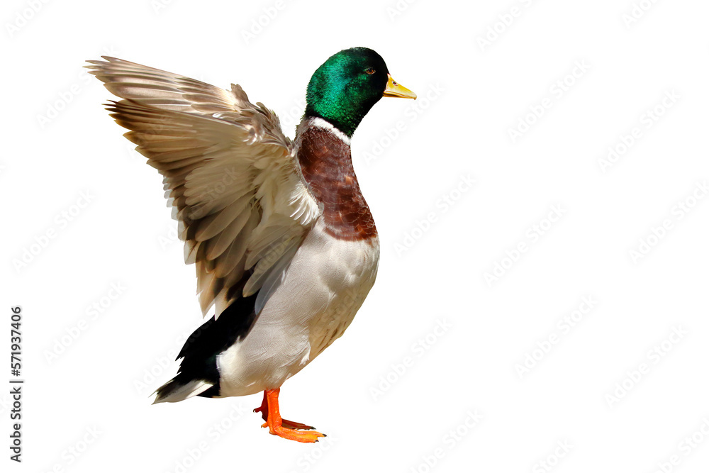 Colorful Mallard Duck Isolated On Transparent Background Stock Photo colorful-mallard-duck-isolated-on-transparent-background-stock-photo
