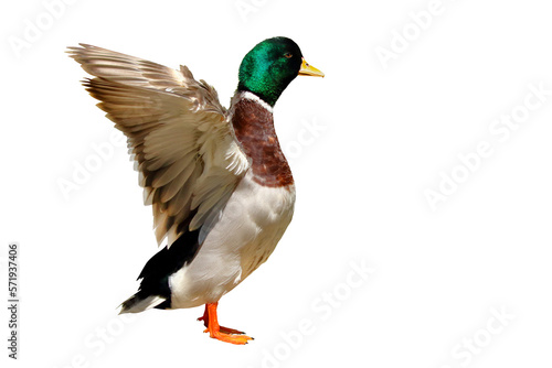 Colorful mallard duck isolated on transparent background.