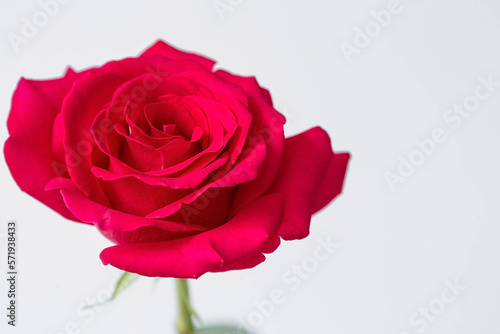 A beautiful red rose isolated on a white background.