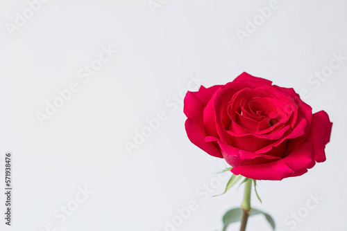 Fototapeta Naklejka Na Ścianę i Meble -  A beautiful red rose isolated on a white background.