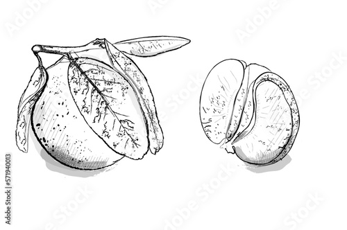 Orange vector line art drawing. fruits detailed vintage design