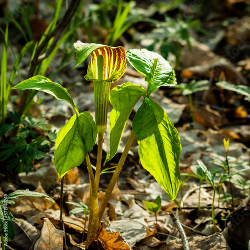 Jack In The Pulpit