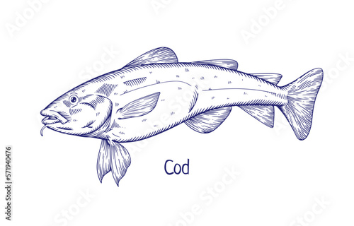 Cod, vintage engraved drawing. Detailed black and white retro sea marine fish. Outlined contoured water animal, Pacific ocean Gadus macrocephalus, side view. Handdrawn vector illustration isolated