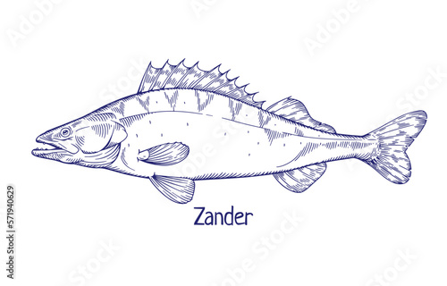 Zander, pikeperch, engraved outlined vintage ink drawing. Freshwater fish, water animal drawn in retro style. Sander lucioperca etching. Contoured vector illustration isolated on white background