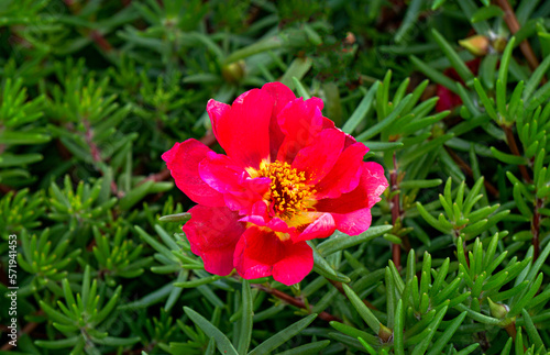 Bright scarlet purslane flowers in a flower bed in the garden. © lizaveta25