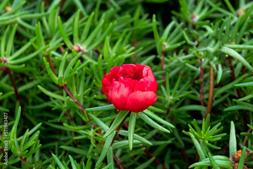 Bright scarlet purslane flowers in a flower bed in the garden.