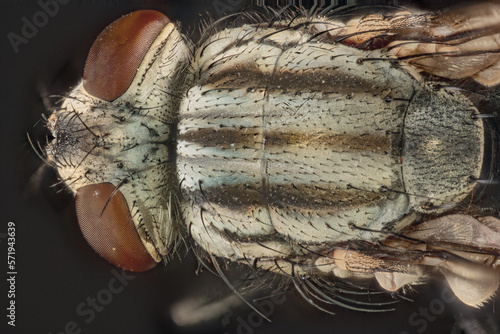 Flesh fly (Sarcophaga bercaea) © RJMendez