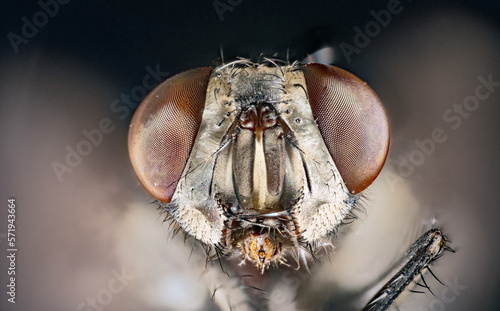 Flesh fly (Sarcophaga bercaea)